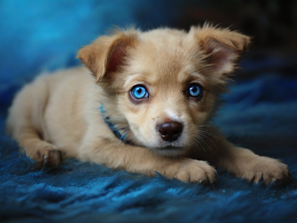 Cachorro com olho azul