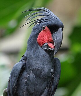 Cacatua-de-palmeira-negra