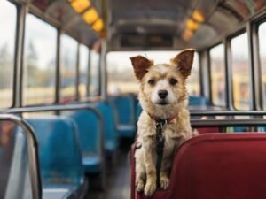 cachorro andando de onibus