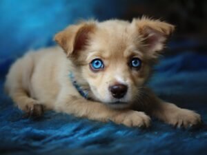 Cachorro com olho azul