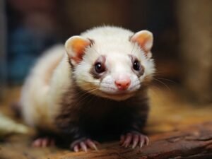 pet Ferret