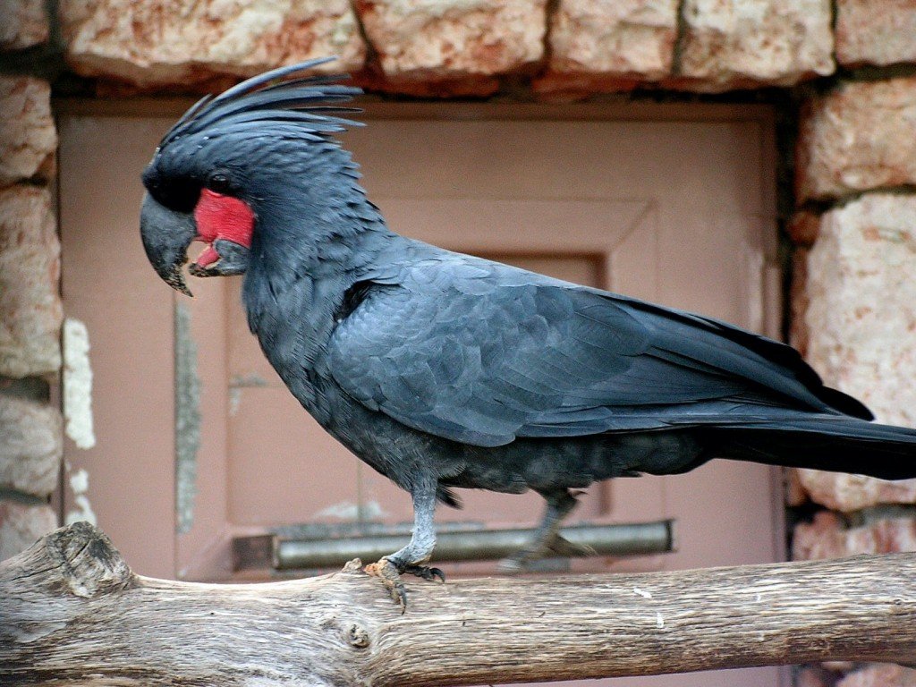 Cacatua-de-palmeira-negra