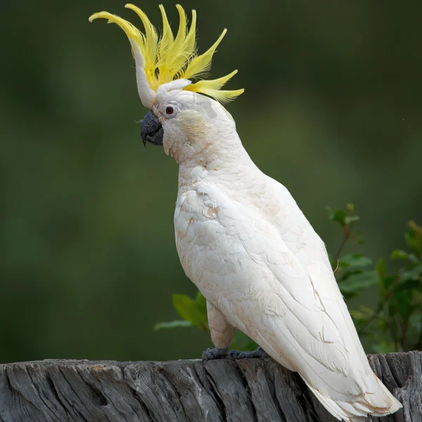 Cacatua