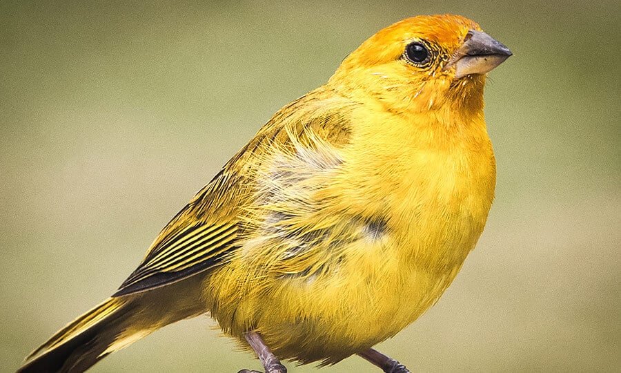 Canário: Perfil de espécies de aves